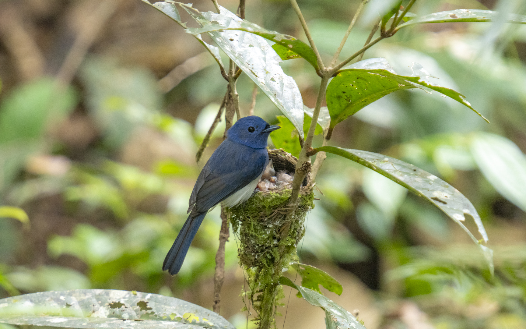 Hypothymis azurea – クロエリヒタキ