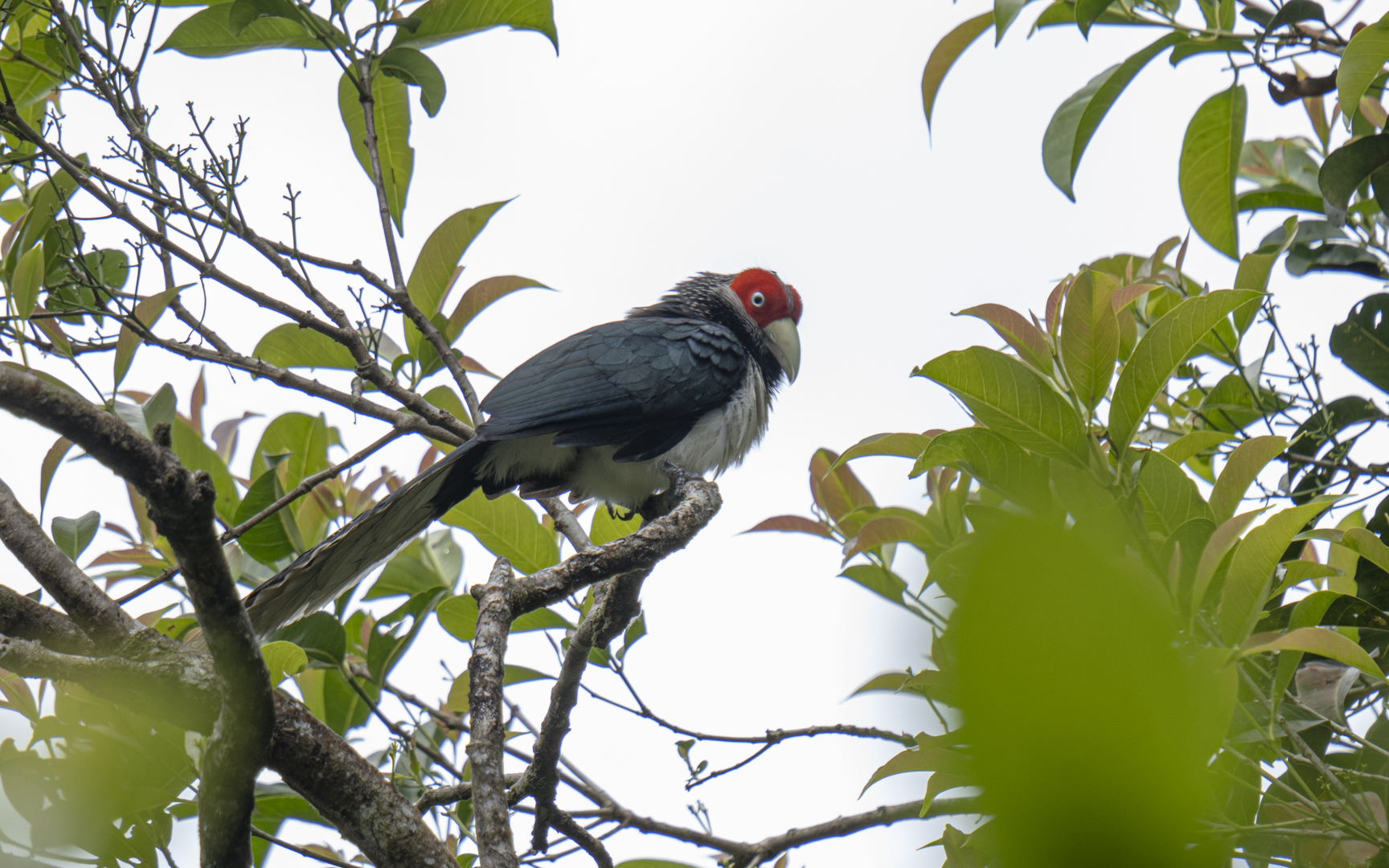 Phaenicophaeus pyrrhocephalus – アカガオバンケンモドキ