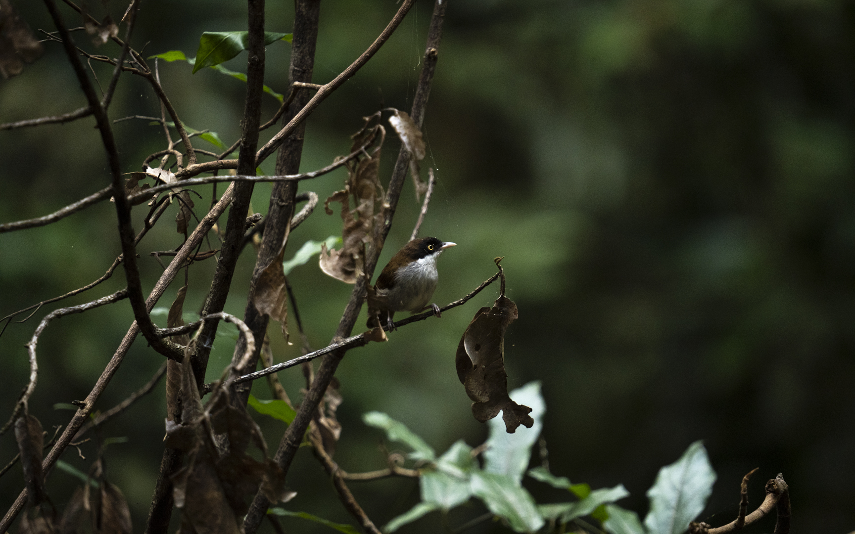 Dumetia atriceps – ズグロインドチメドリ