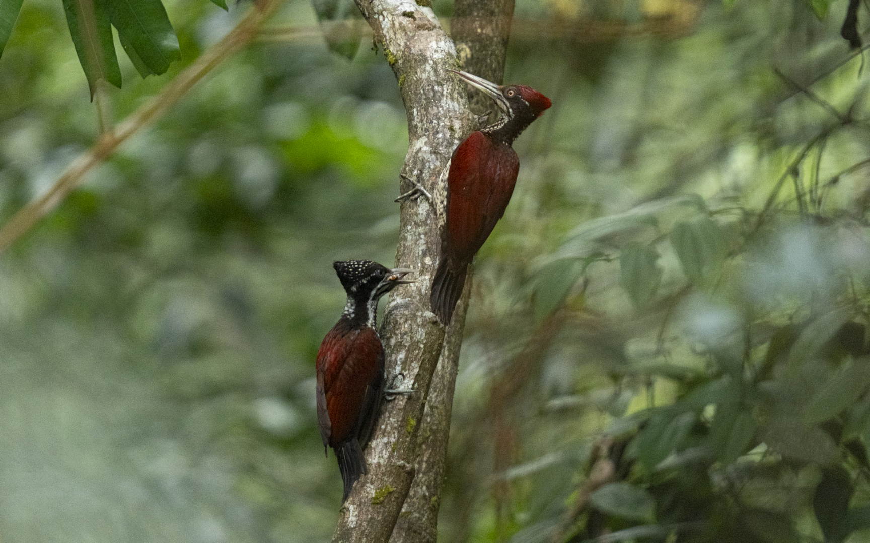 Chrysocolaptes stricklandi – スリランカコガネゲラ