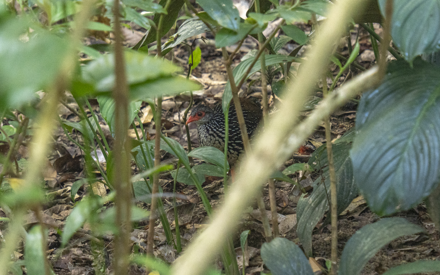 Galloperdix bicalcarata – セイロンケズメシャコ