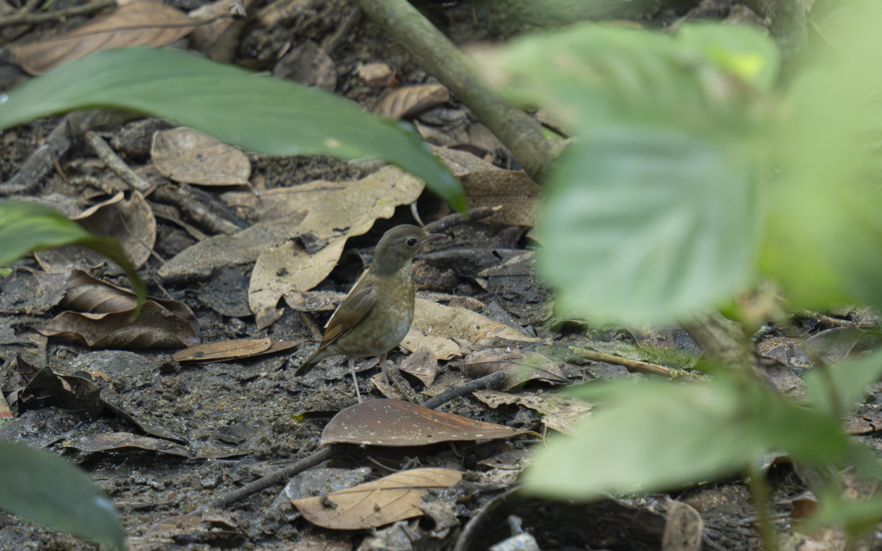 Acrocephaulus dumetorum – シベリアヨシキリ