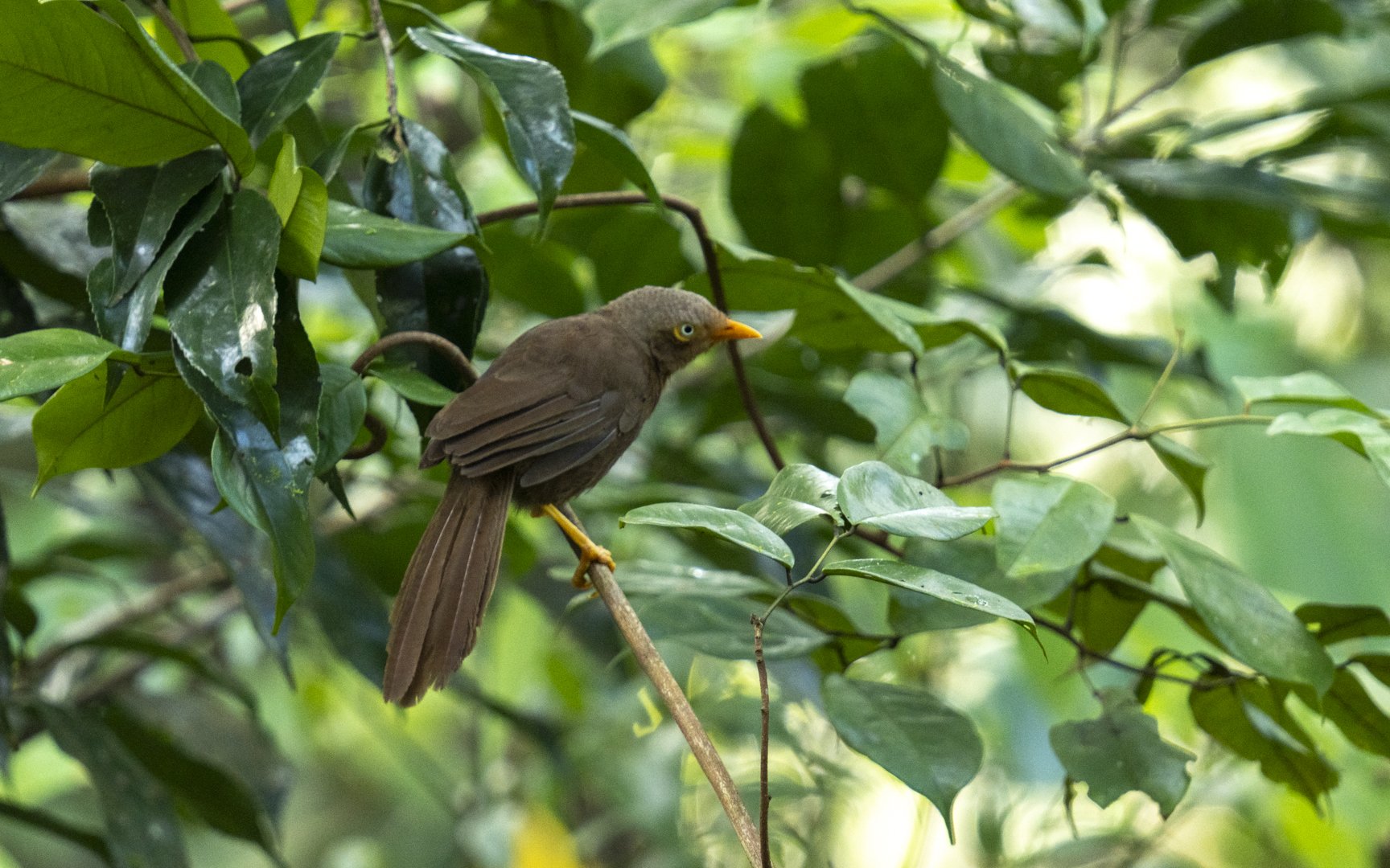 Argya rufescens – セイロンヤブチメドリ