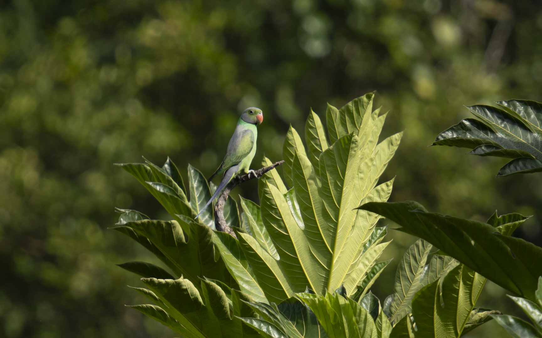 Psittacula calthrapae – セイロンミドリワカケインコ