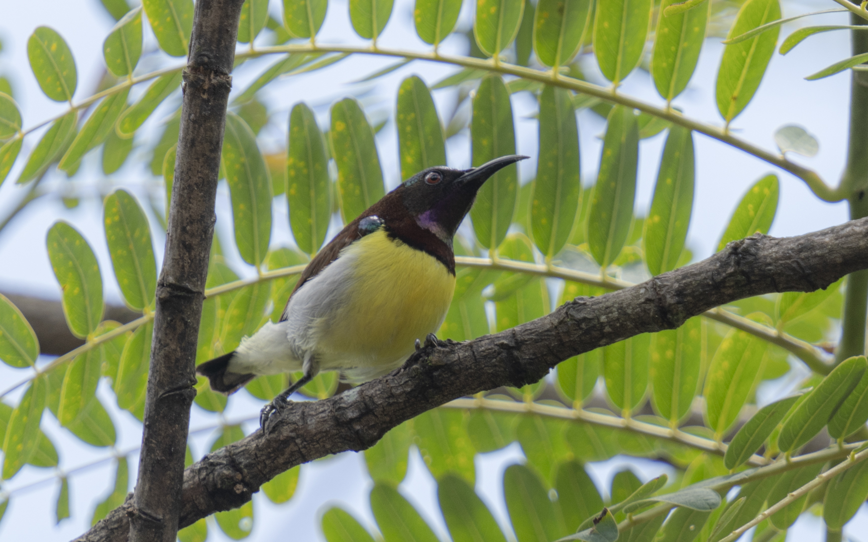 Leptocoma zeylonica – クリセタイヨウチョウ