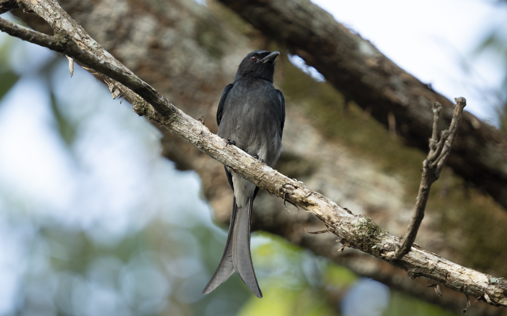 Dicrurus caerulescens – シロハラオウチュウ