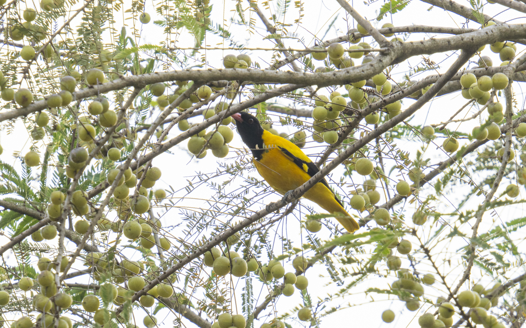 Oriolus xanthornus – ズグロコウライウグイス