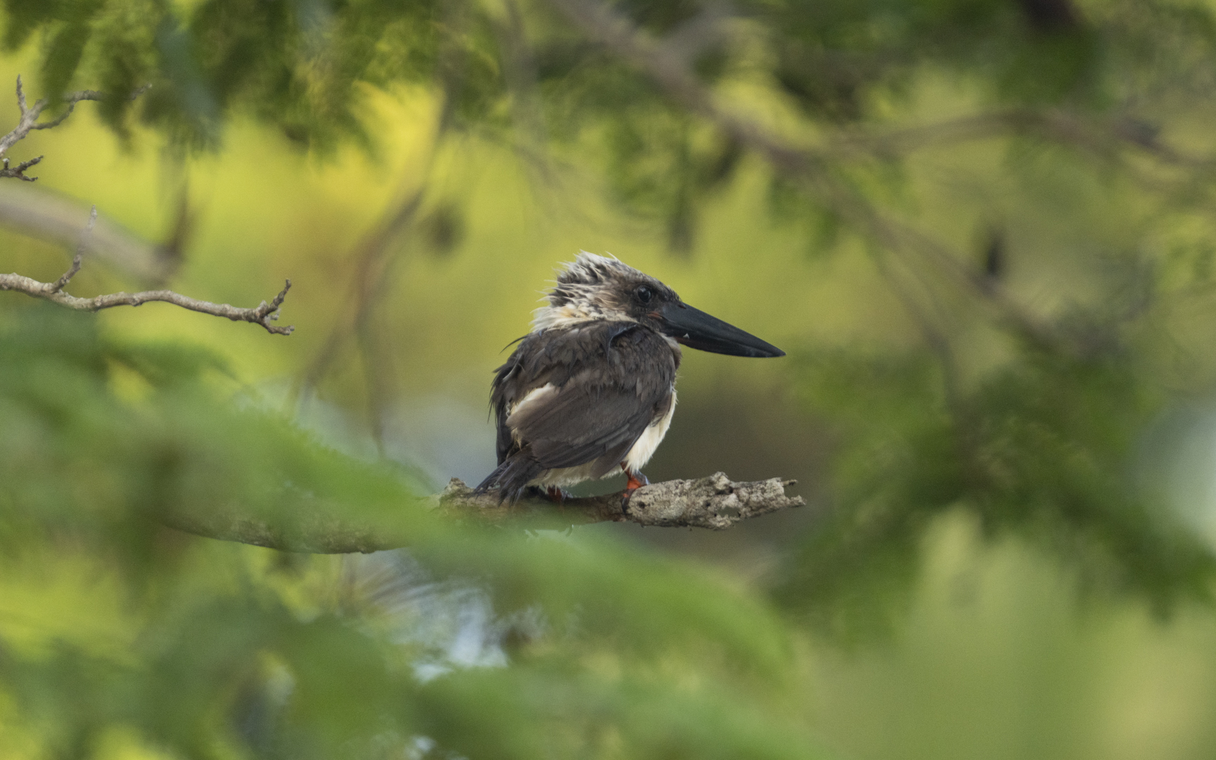 Pelargopsis melanorhyncha – セレベスコウハシショウビン