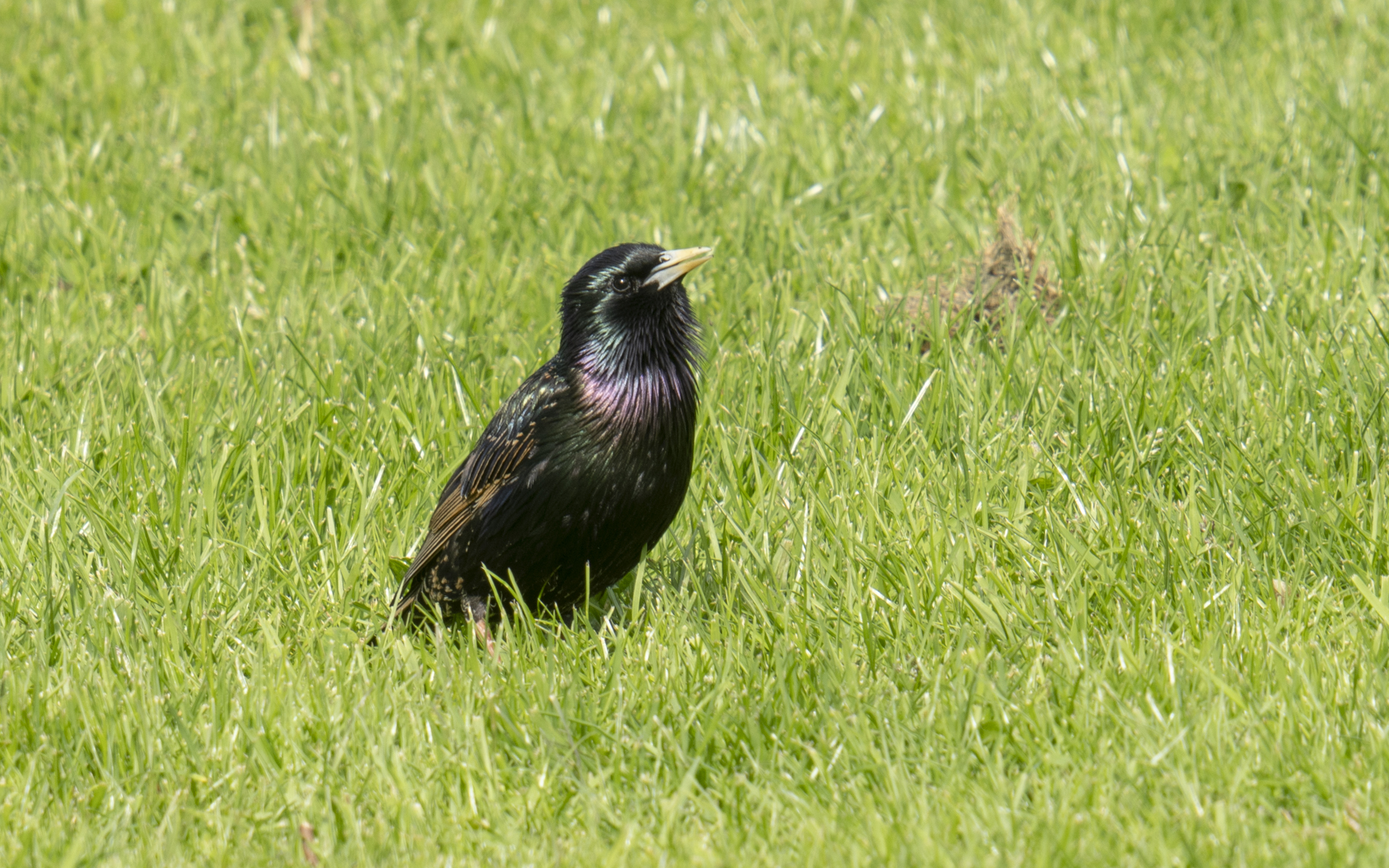 Sturnus vulgaris – ホシムクドリ