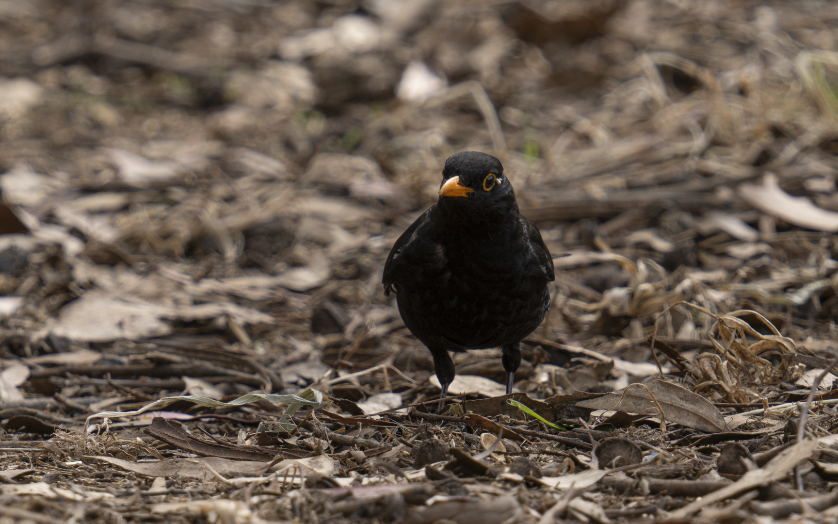 Turdus merula – クロウタドリ