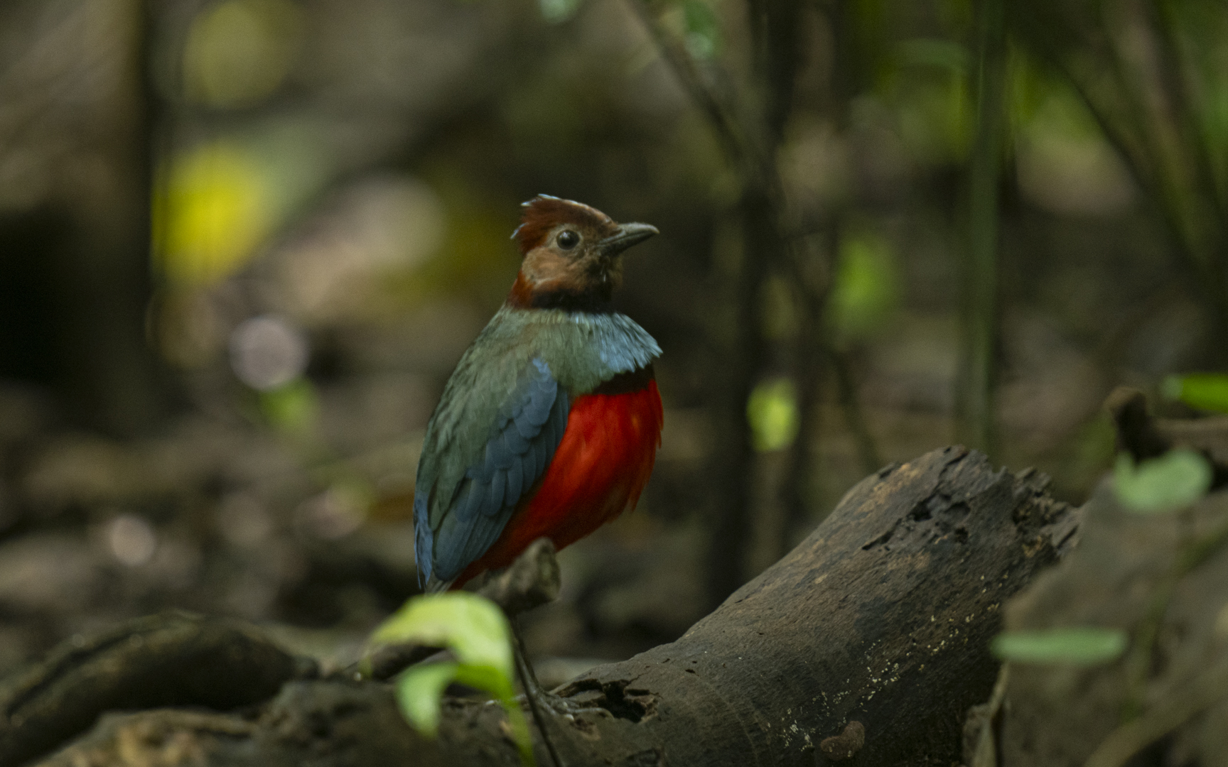 Erythropitta celebensis – スラウェシヤイロチョウ