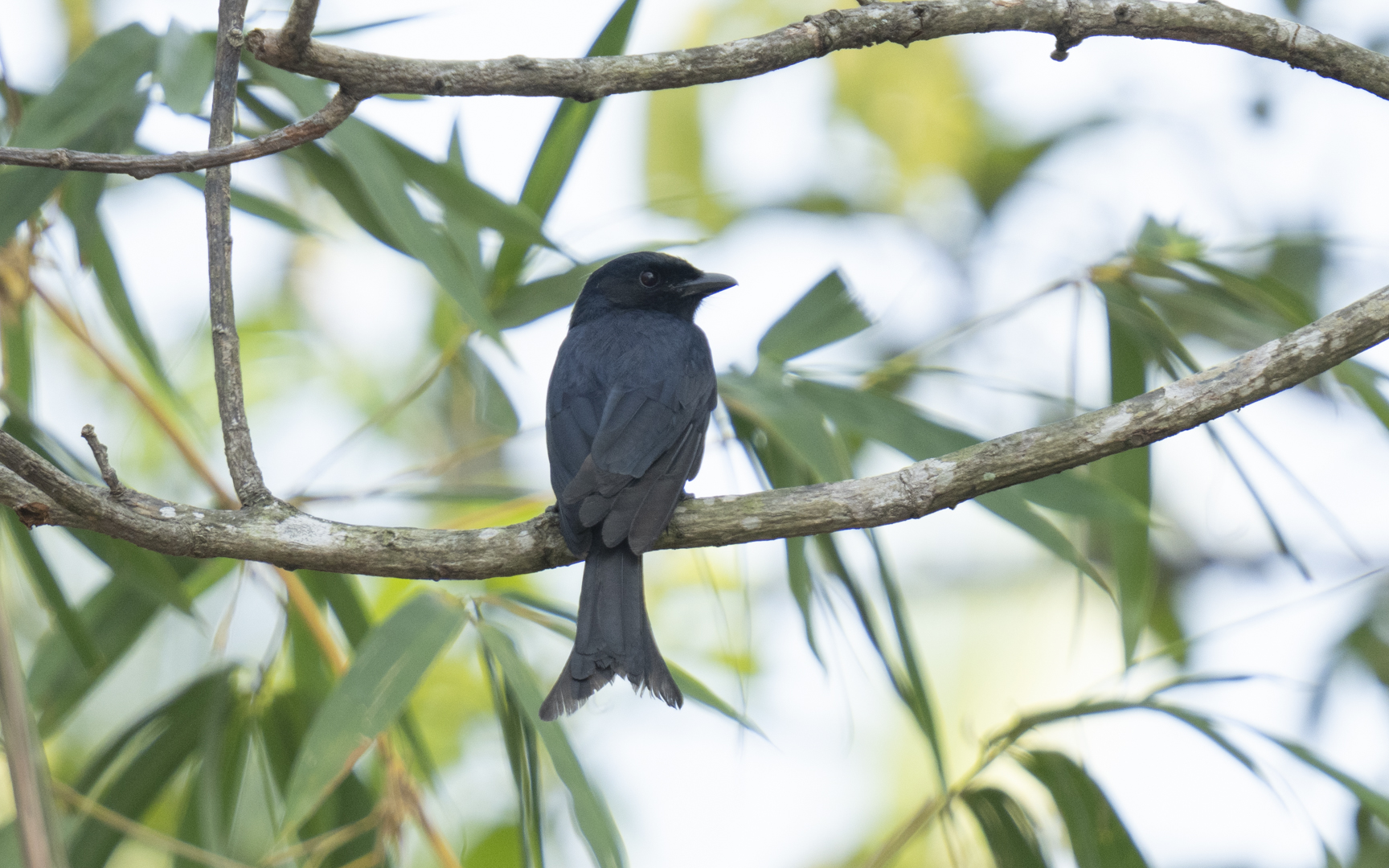 Dicrurus macrocercus – オウチュウ