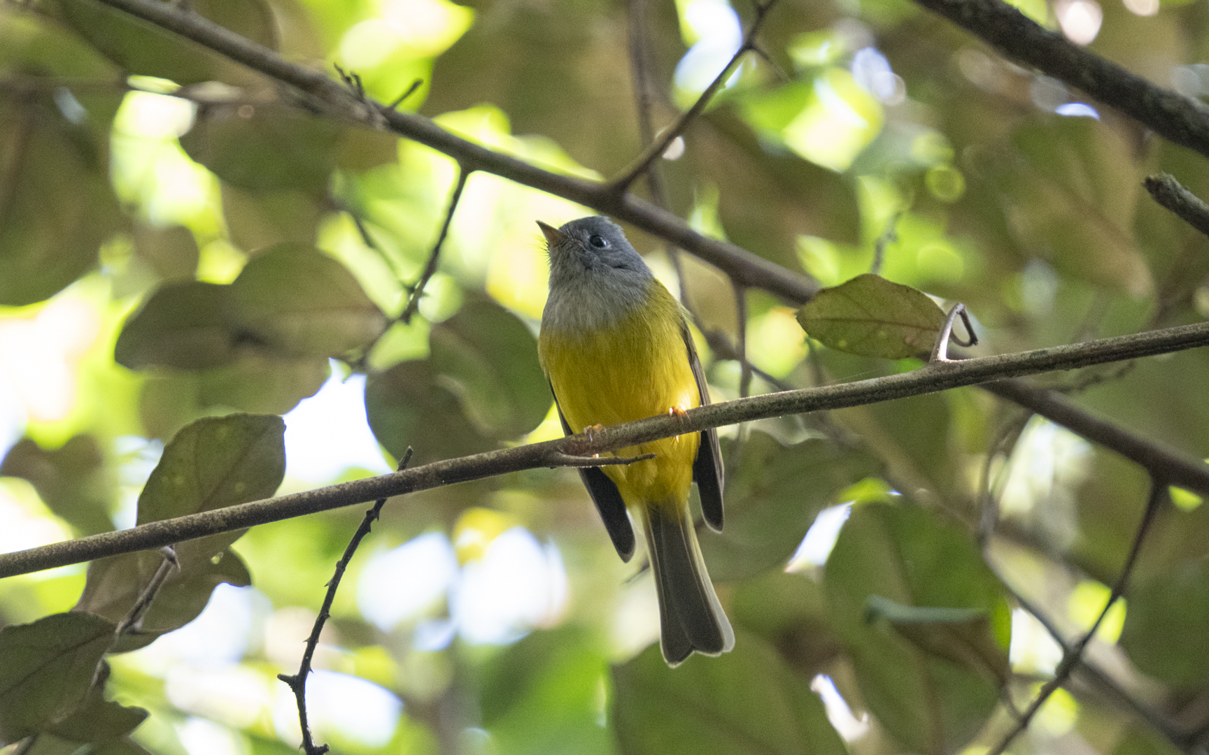 Culicicapa ceylonensis – ハイガシラヒタキ