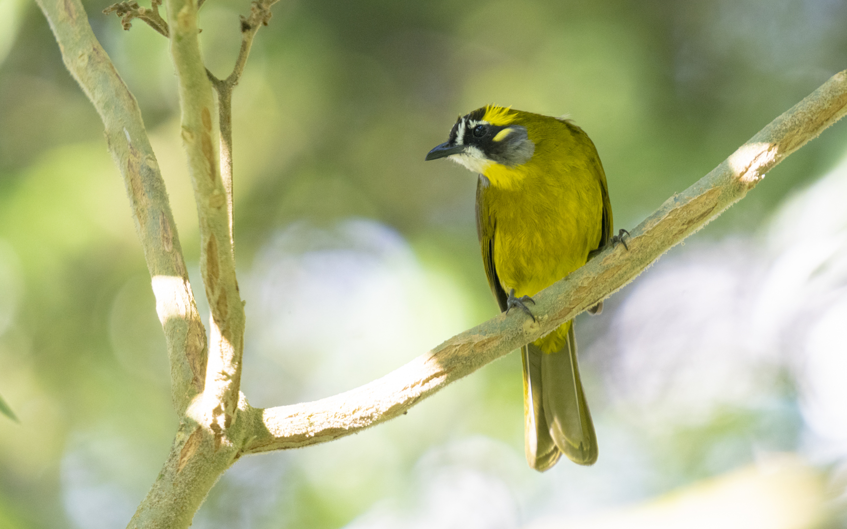 Pycnonotus penicillatus – キミミヒヨドリ