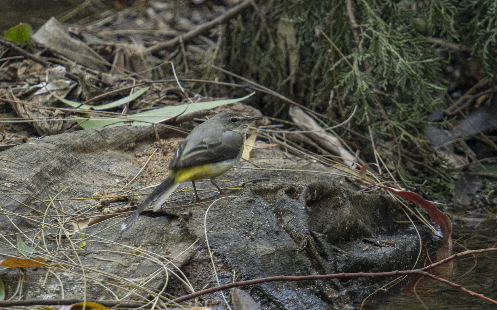 Motacilla cinerea – キセキレイ