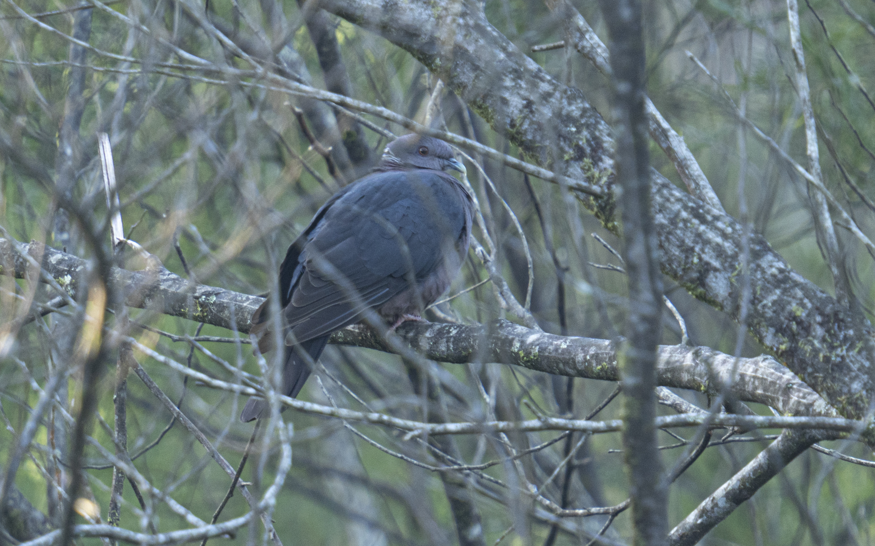 Columba torringtoniae – セイロンカノコモリバト