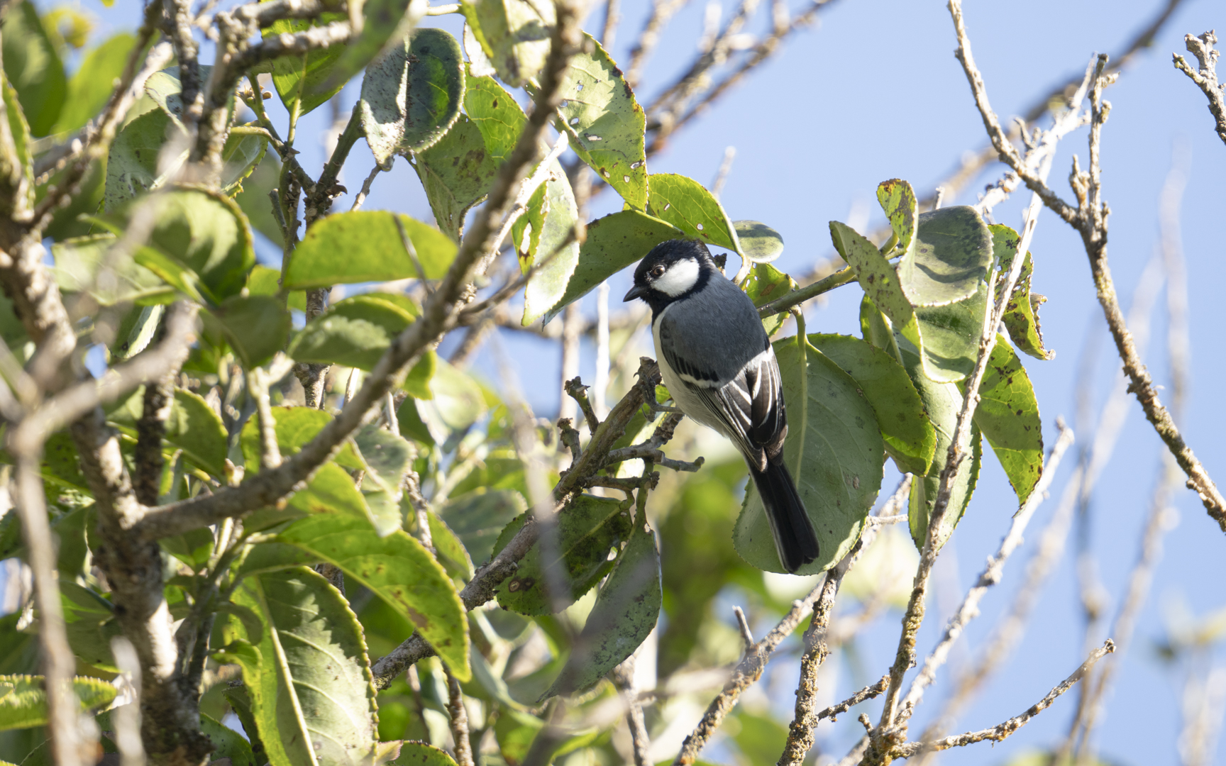 Parus major – ヨーロッパシジュウカラ