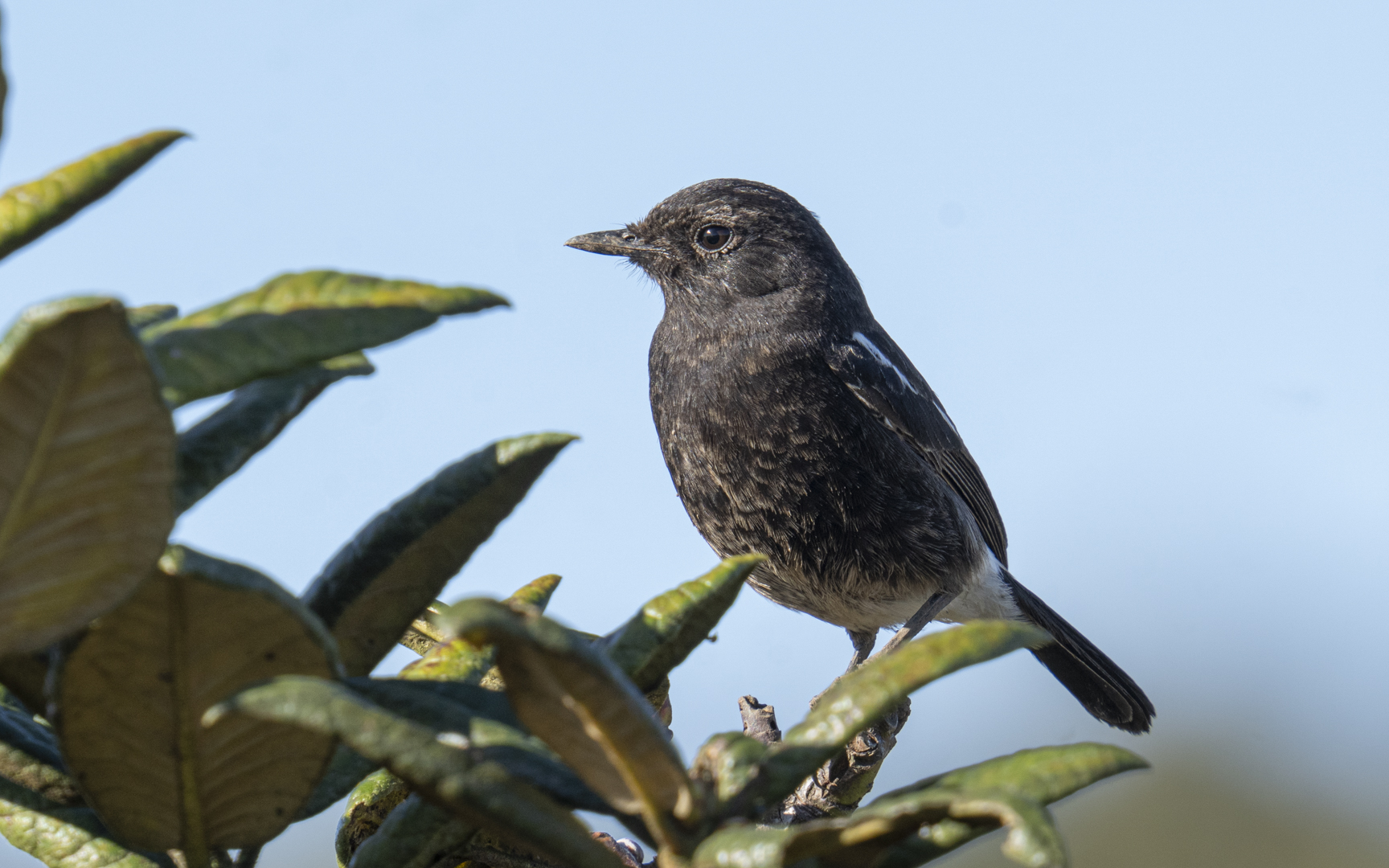 Saxicola caprata – クロノビタキ