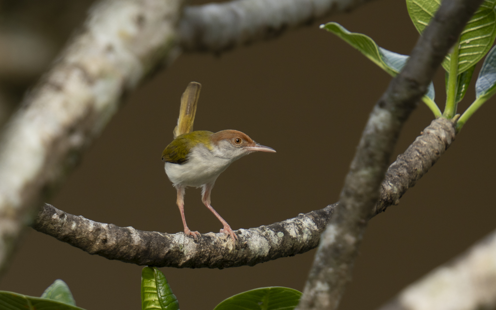 Orthotomus sutorius – オナガサイホウチョウ