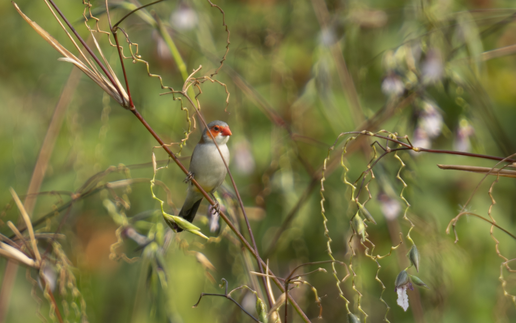 Estrilda melpoda – ホウコウチョウ