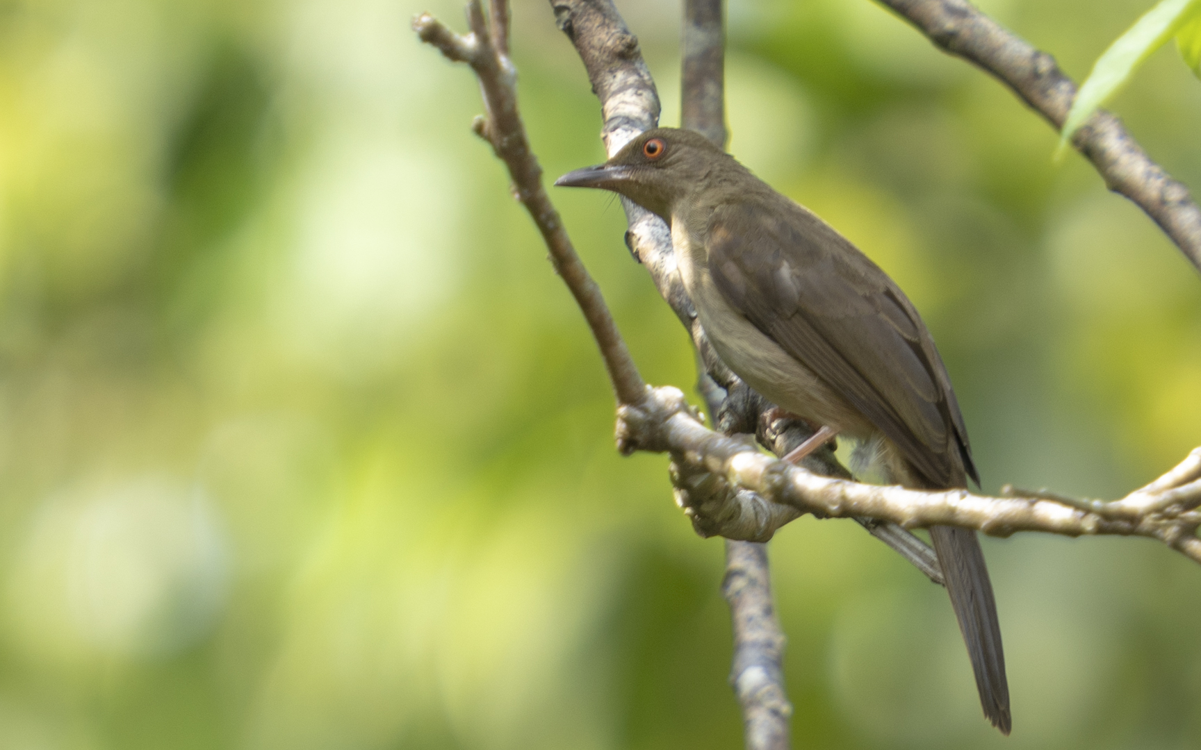 Pycnonotus brunneus – アカメチャイロヒヨドリ