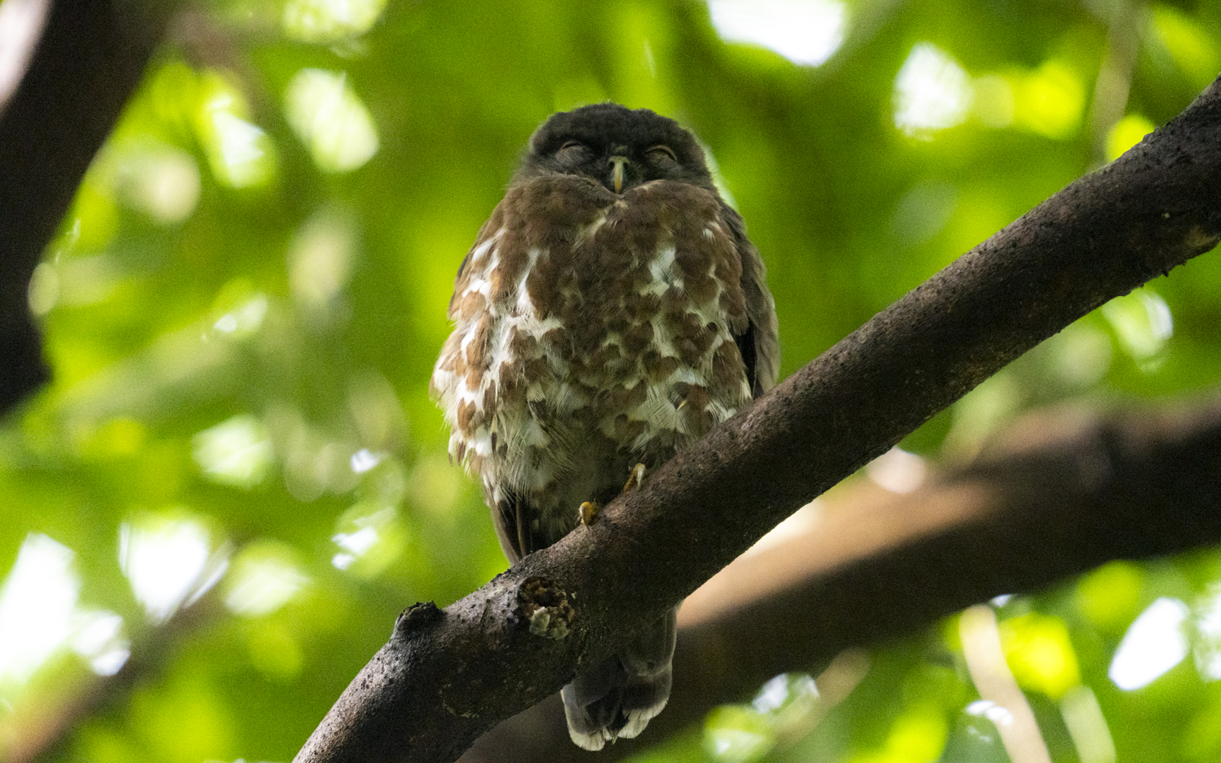 Ninox scutulata – アオバズク