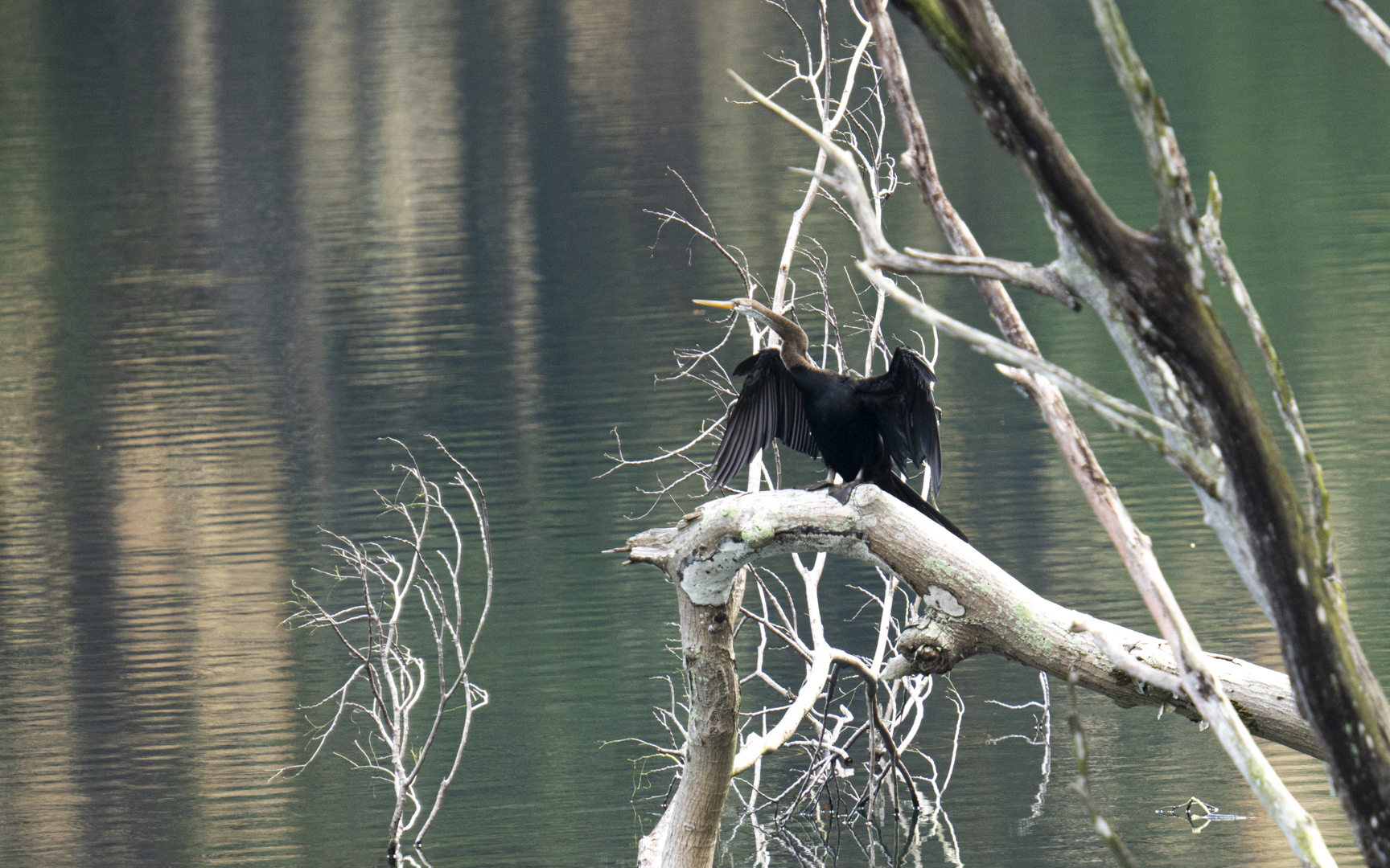 Anhinga melanogaster – アジアヘビウ