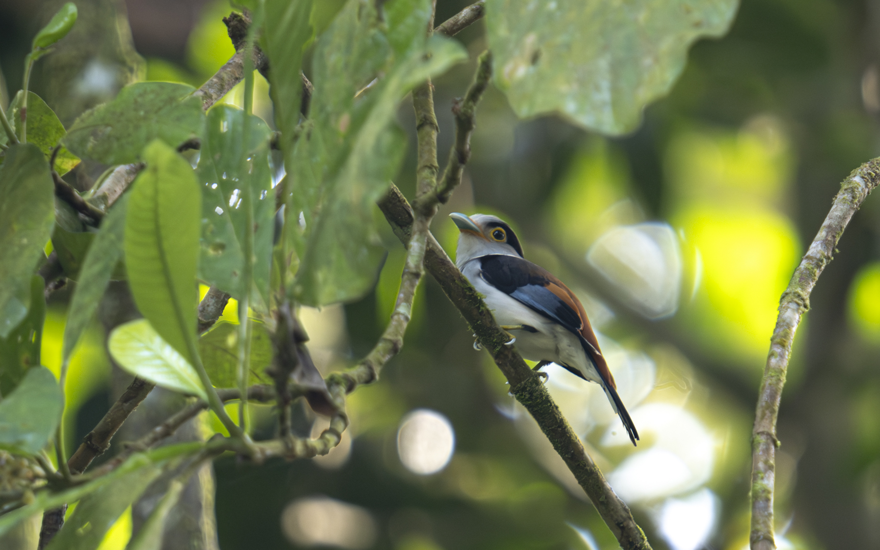 Serilophus lunatus – ギンムネヒロハシ