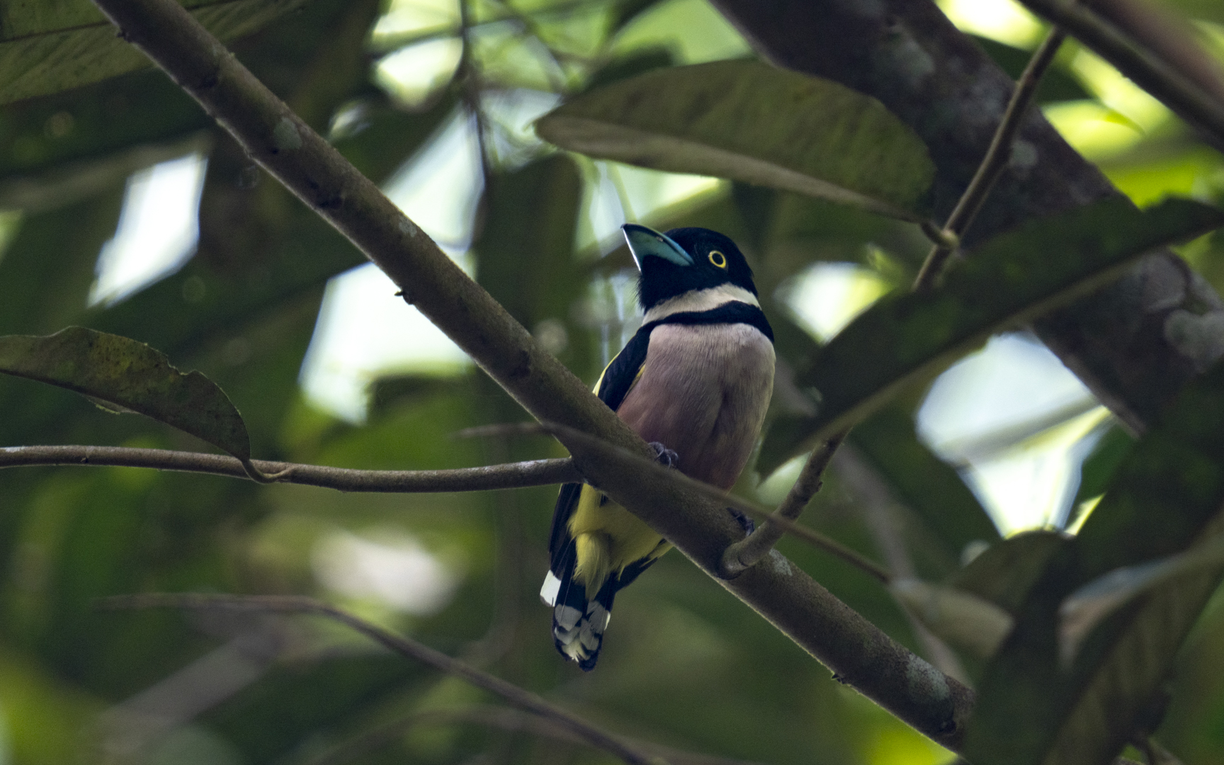 Eurylaimus ochromalus – クビワヒロハシ