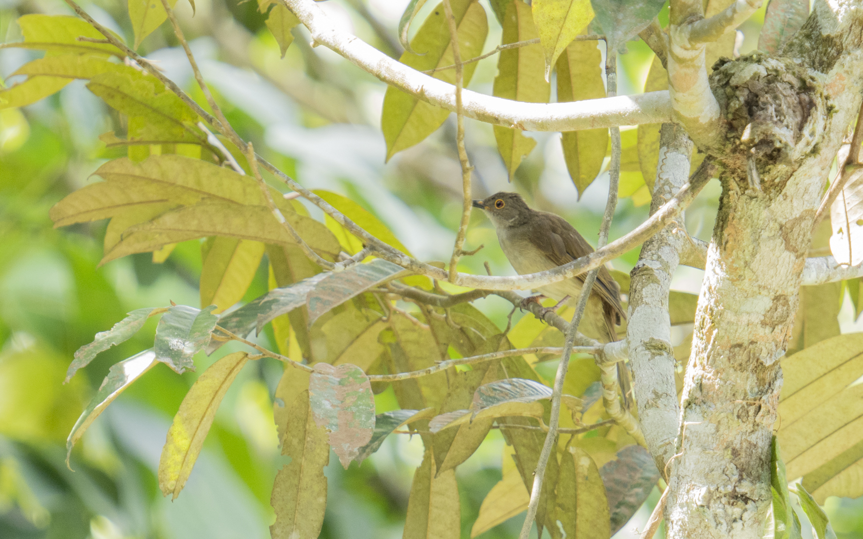 Rubigula erythropthalmos – コアカメチャイロヒヨドリ