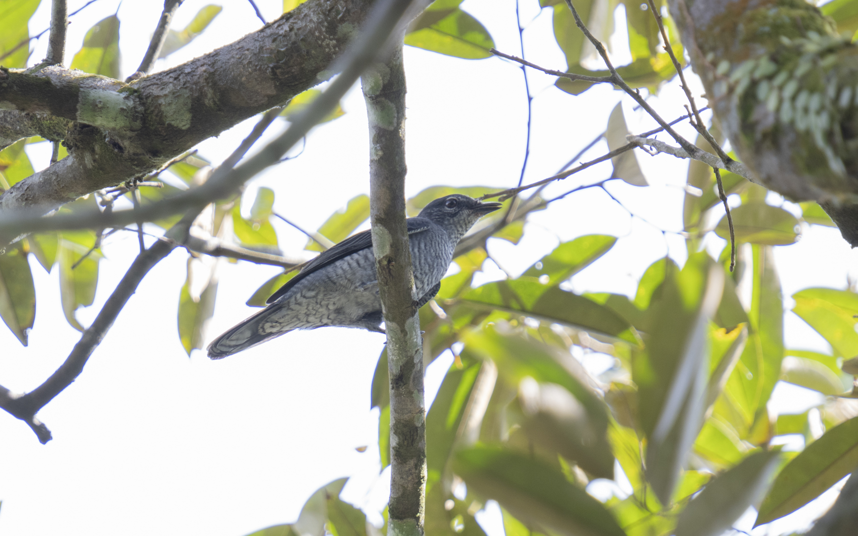 Lalage fimbriata – コアサクラサンショウクイ