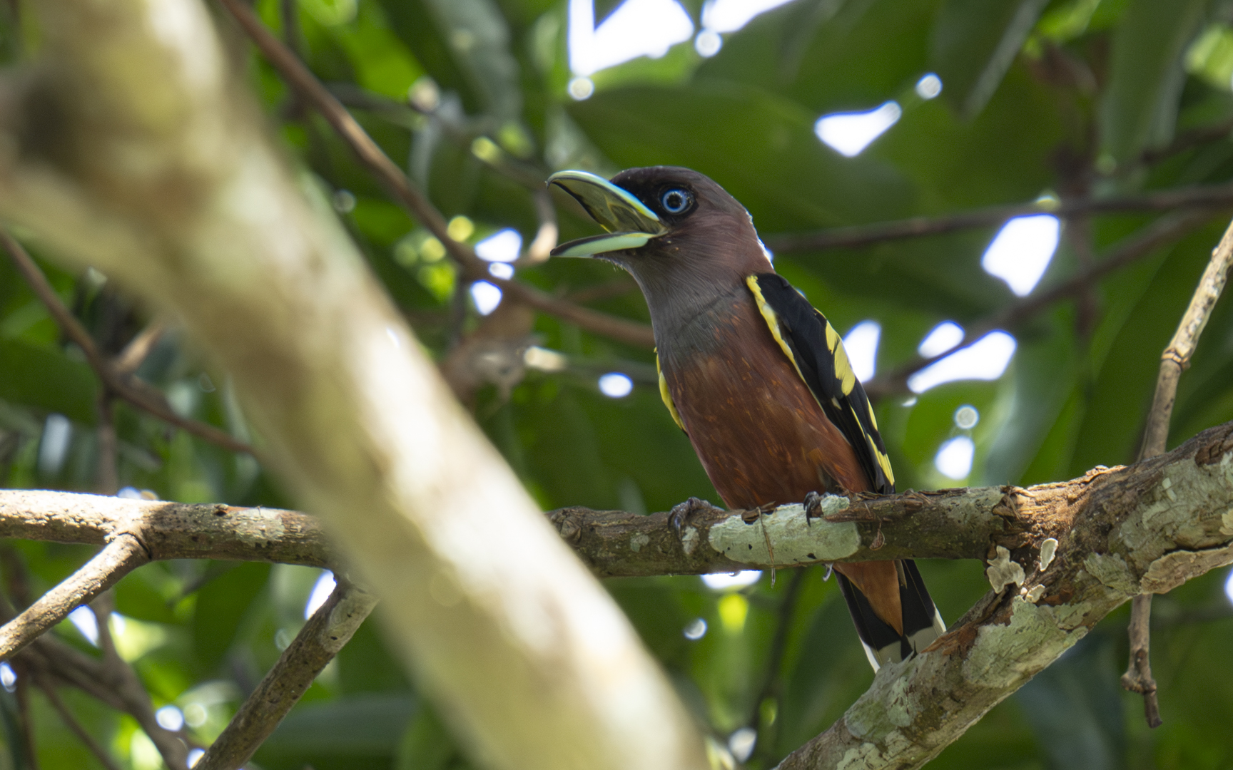 Eurylaimus javanicus – アズキヒロハシ