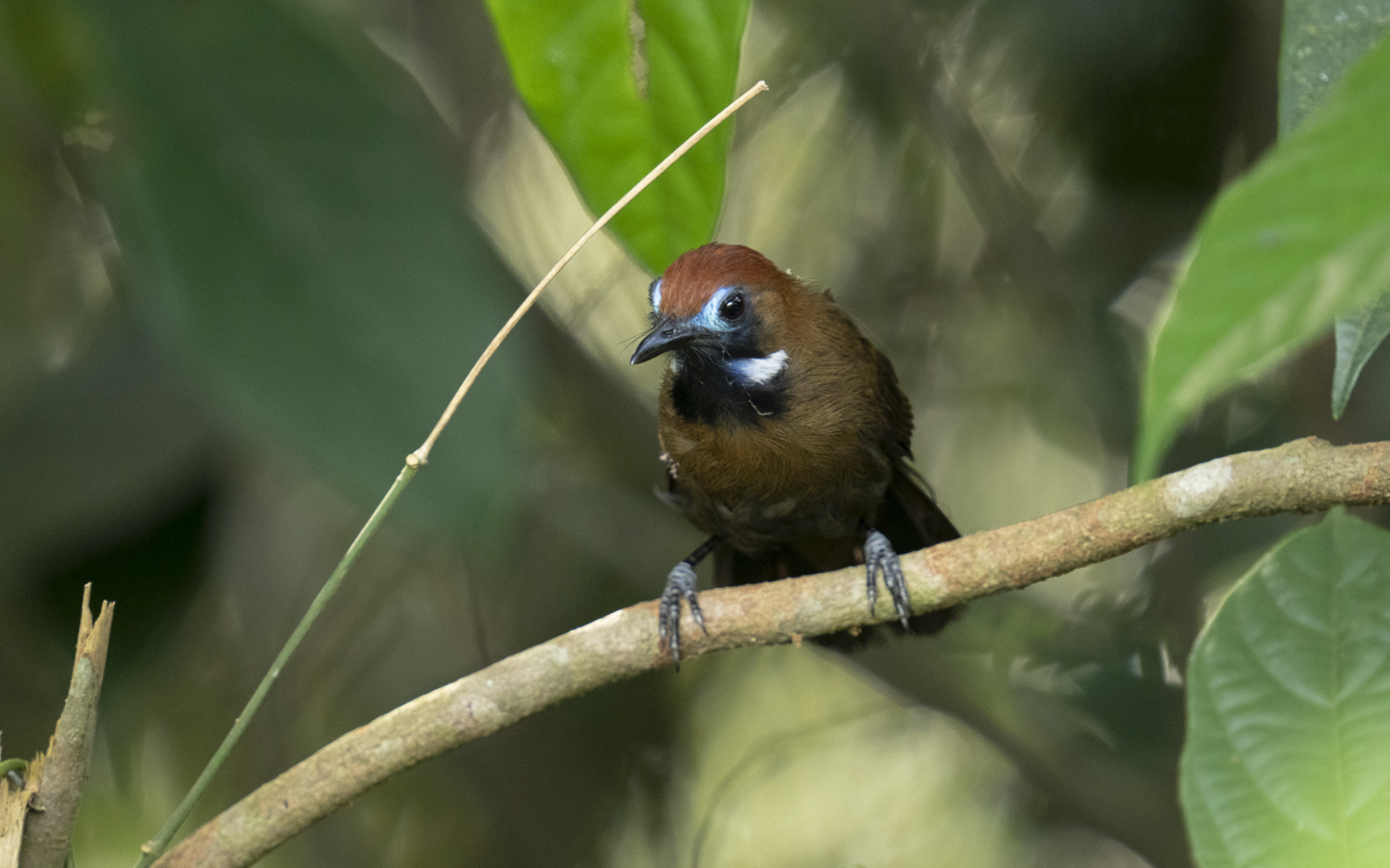 Macronus ptilosus – ミノゲチメドリ