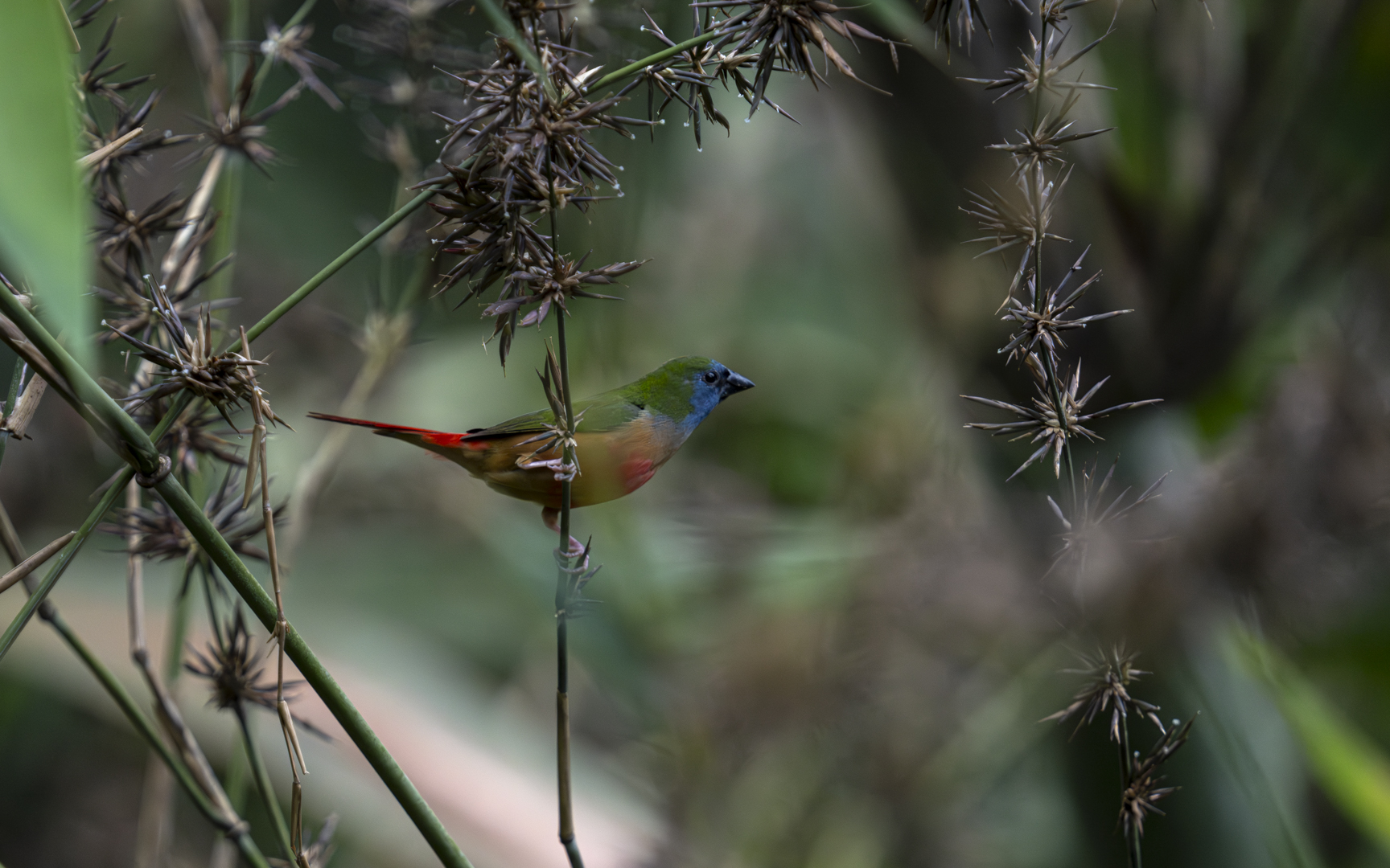 Erythrura prasina – セイコウチョウ