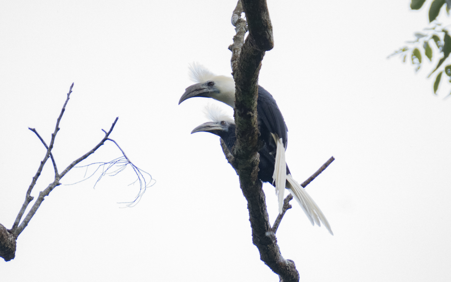 Berenicornis comatus – シロクロサイチョウ