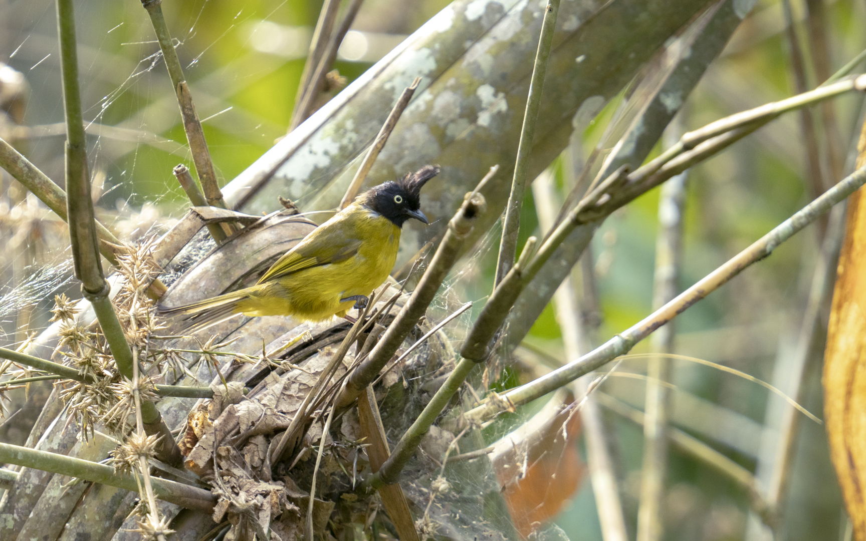 Rubigula flaviventris – クロボウシヒヨドリ