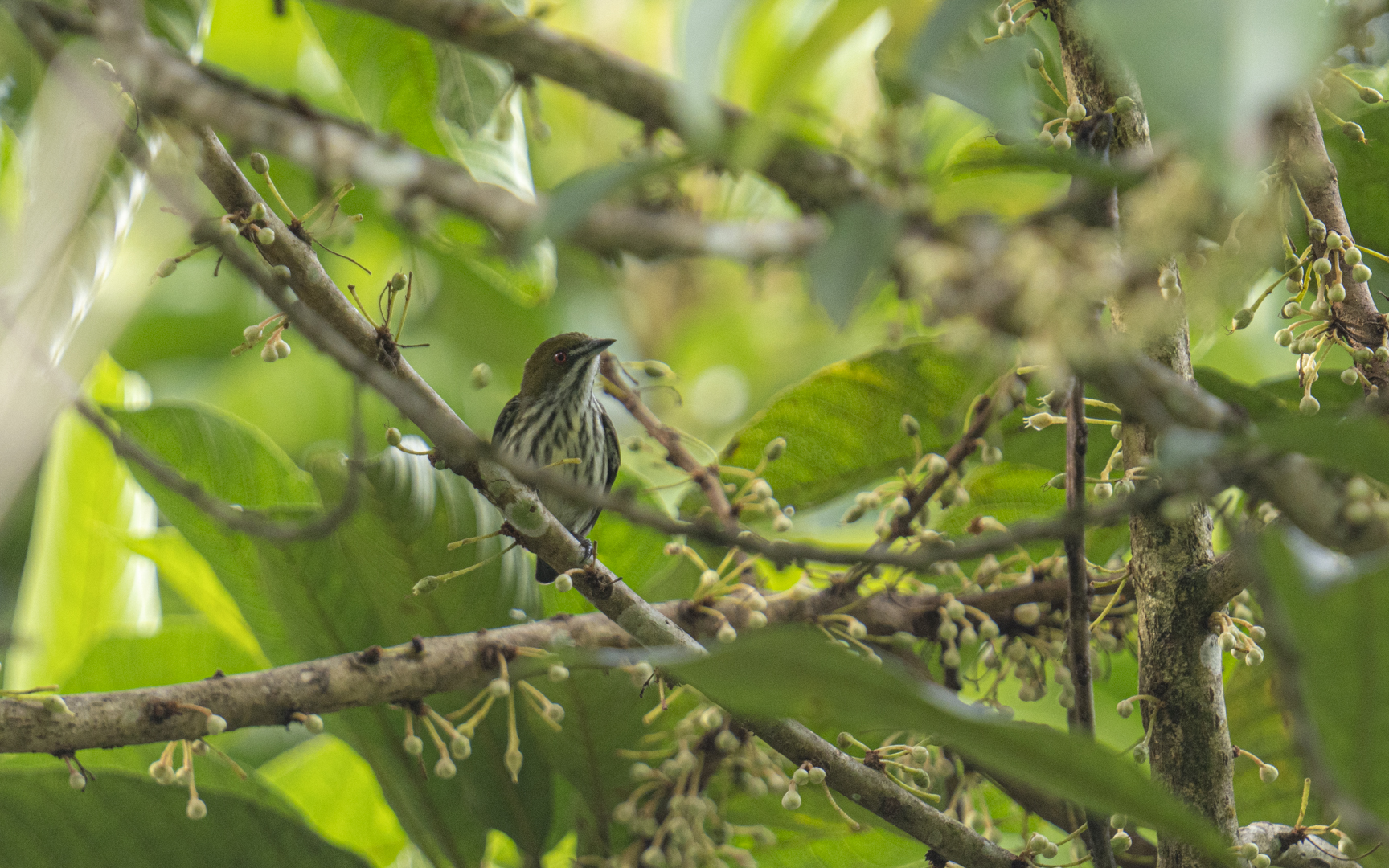 Dicaeum chrysorrheum – ムナフハナドリ