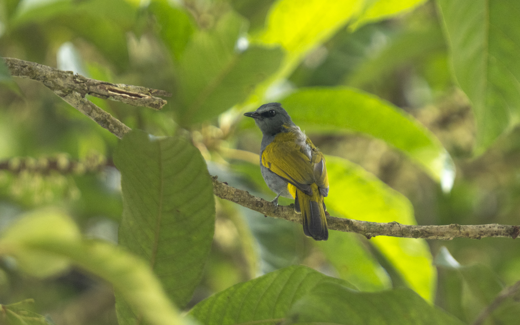 Rubigula cyaniventris – ハイムネヒヨドリ