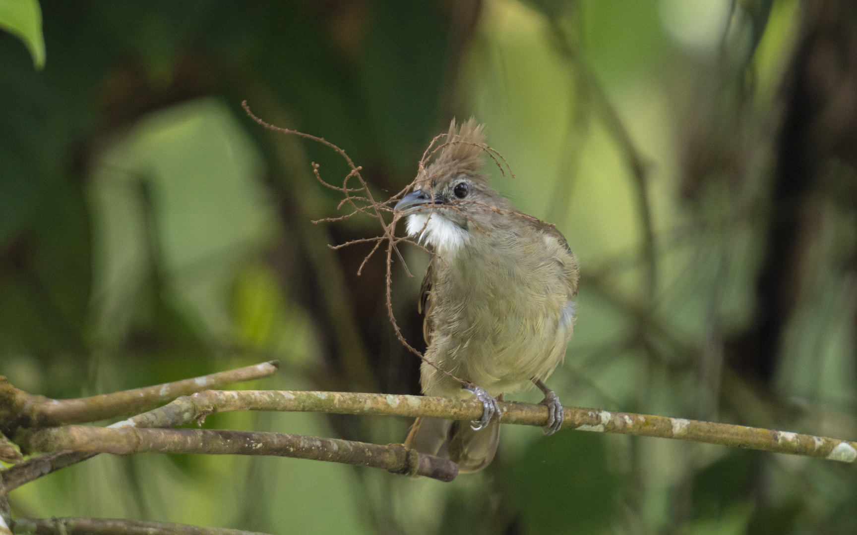 Alophoixus ochraceus – シロハラカンムリヒヨドリ