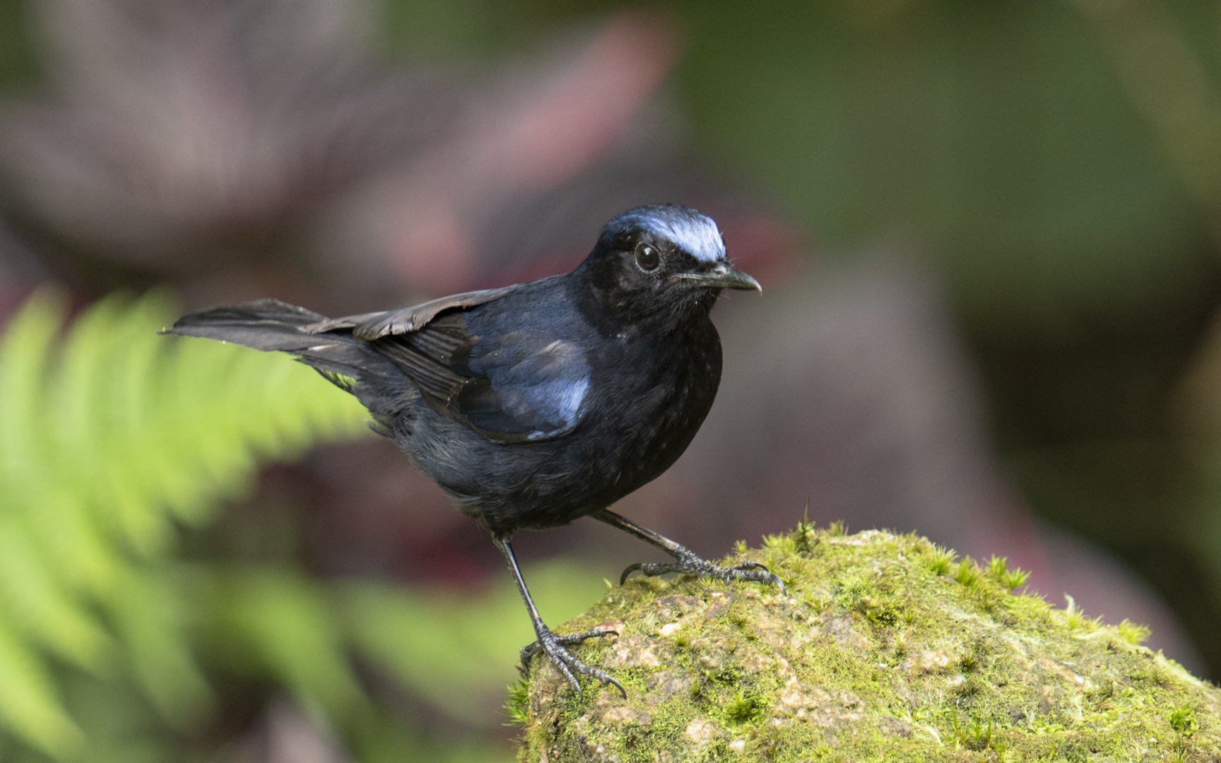 Myiomela leucura – コンヒタキ