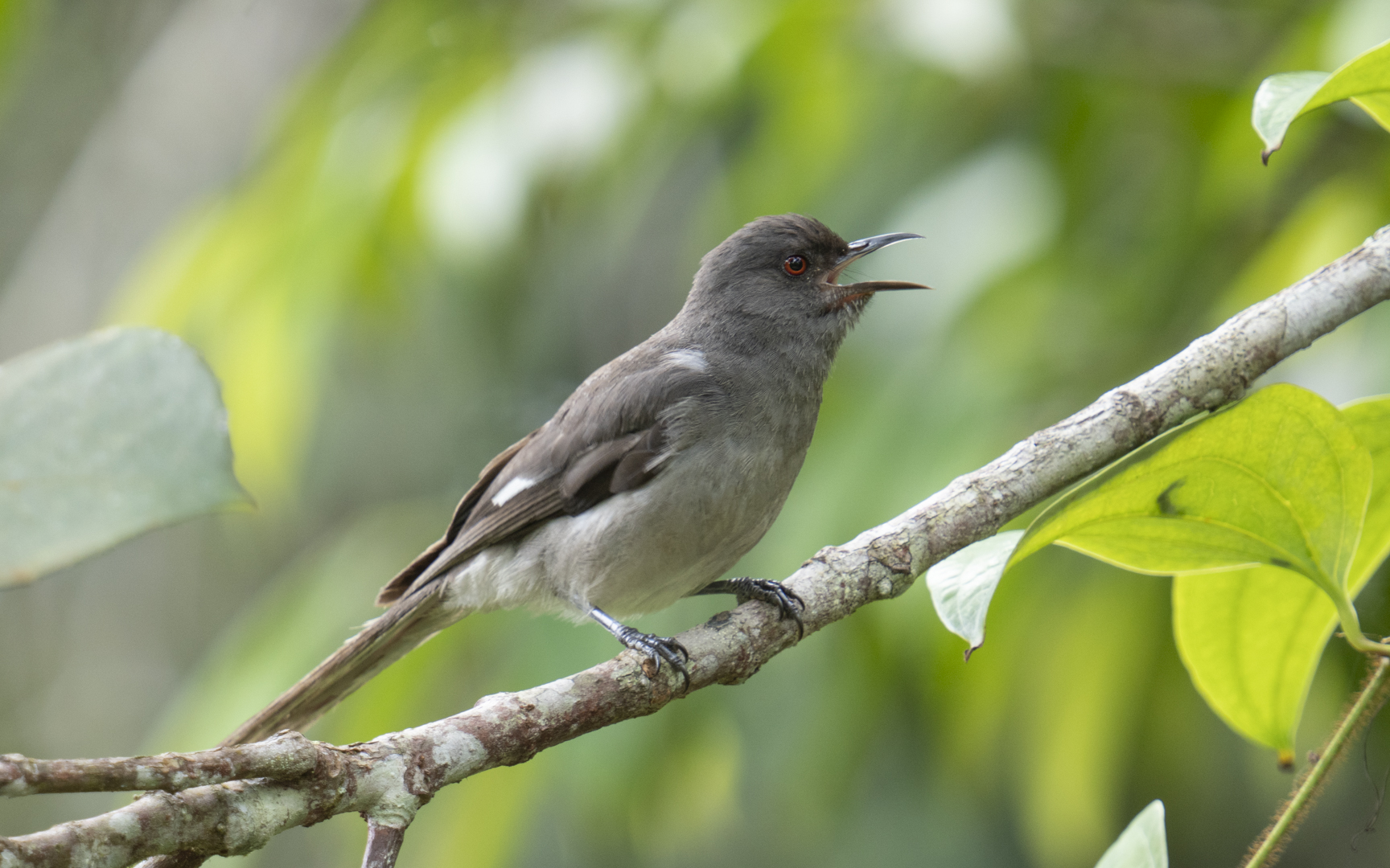 Heterophasia picaoides – オナガウタイチメドリ