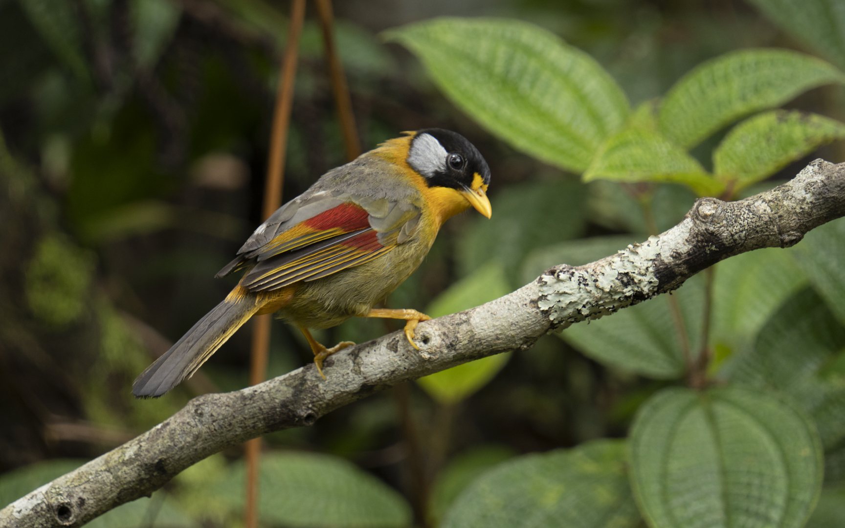 Leiothrix argentauris – ゴシキソウシチョウ