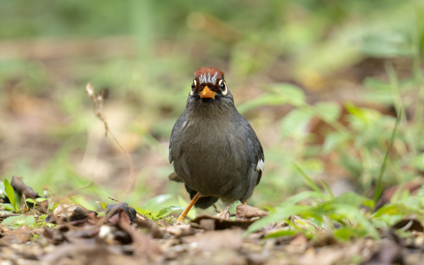 Pterorhinus mitratus – チャガシラガビチョウ