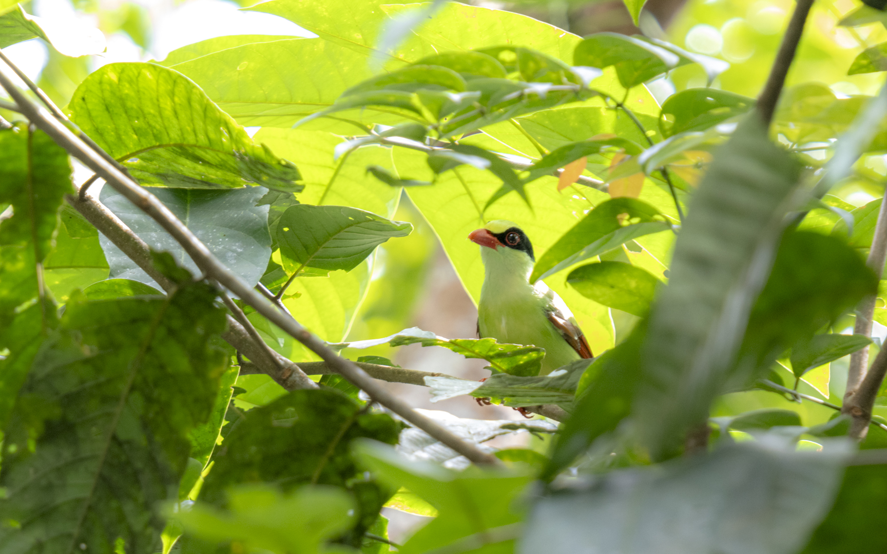 Cissa chinensis – ヘキサン