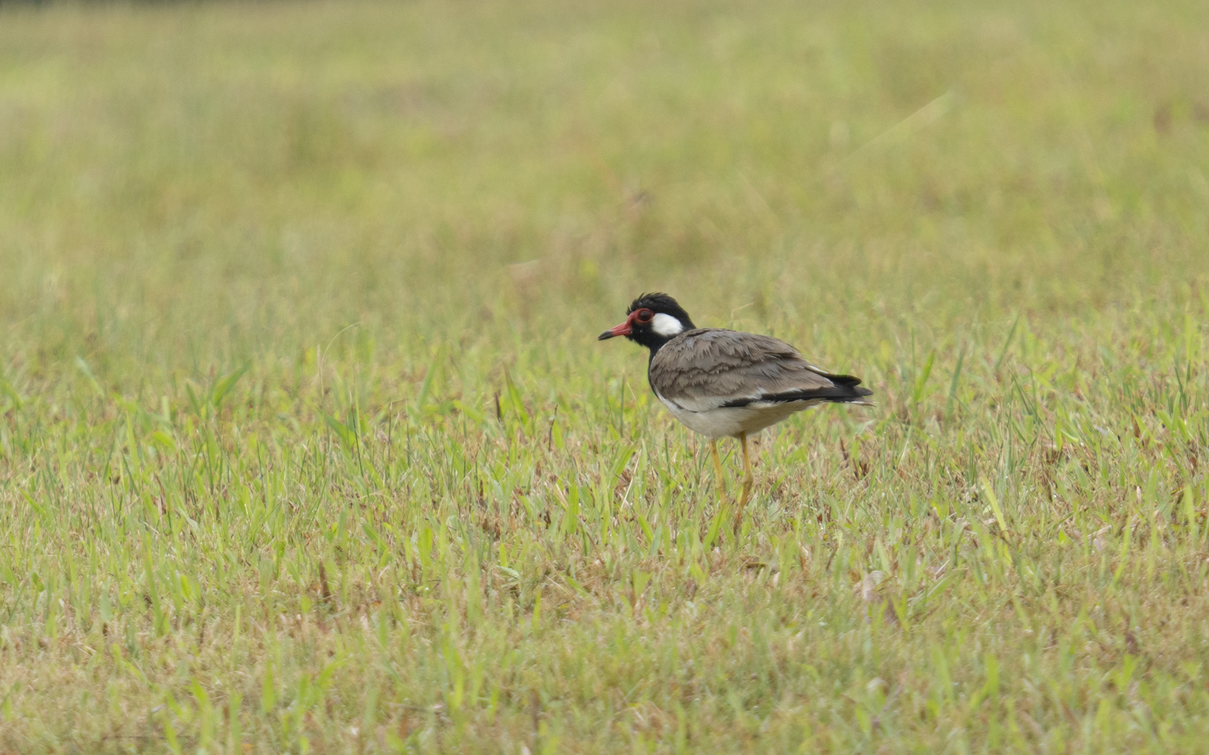  Vanellus indicus – インドトサカゲリ