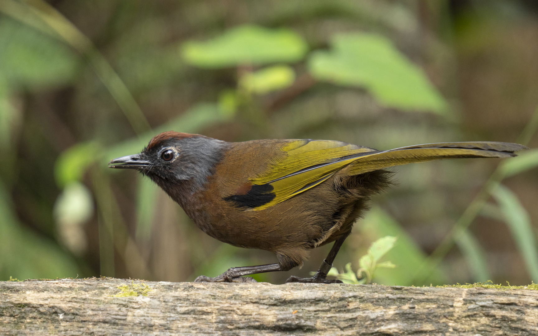 Trochalopteron peninsulae – マレーシアガビチョウ