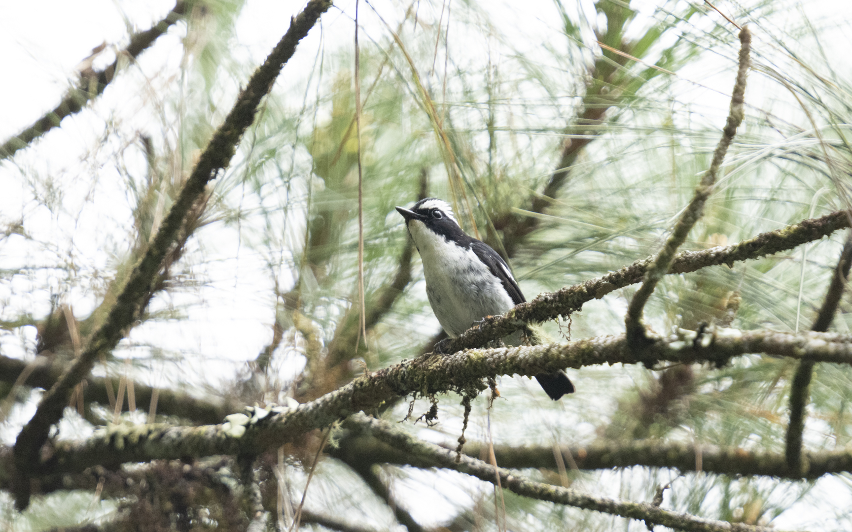 Ficedula westermanni – ハジロマユビタキ