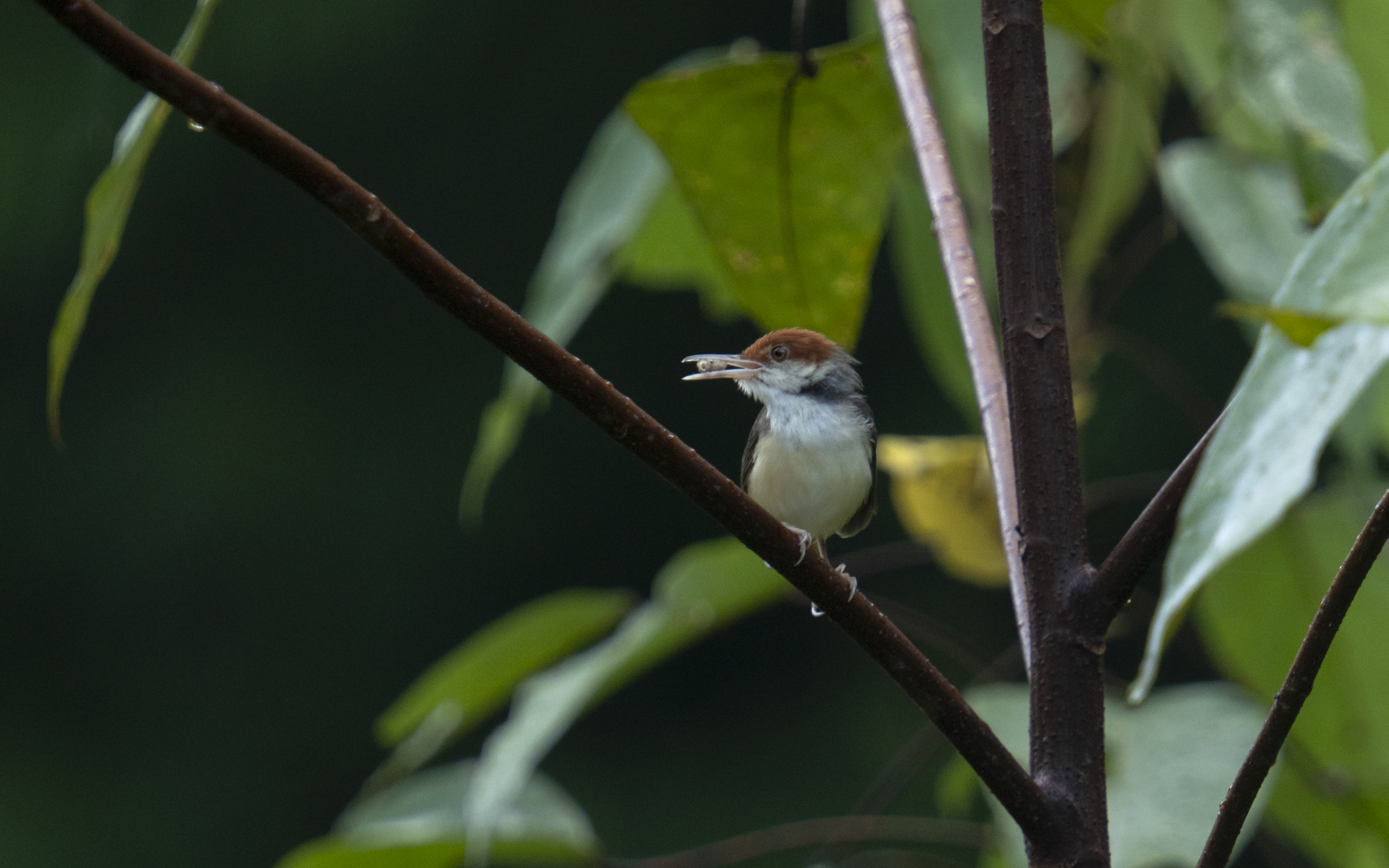 Orthotomus sericeus – ズアカサイホウチョウ