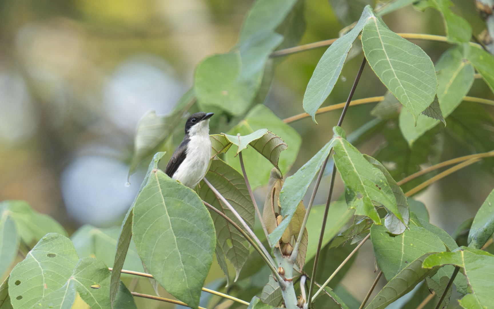 Hemipus hirundinaceus – ハグロヒタキサンショウクイ