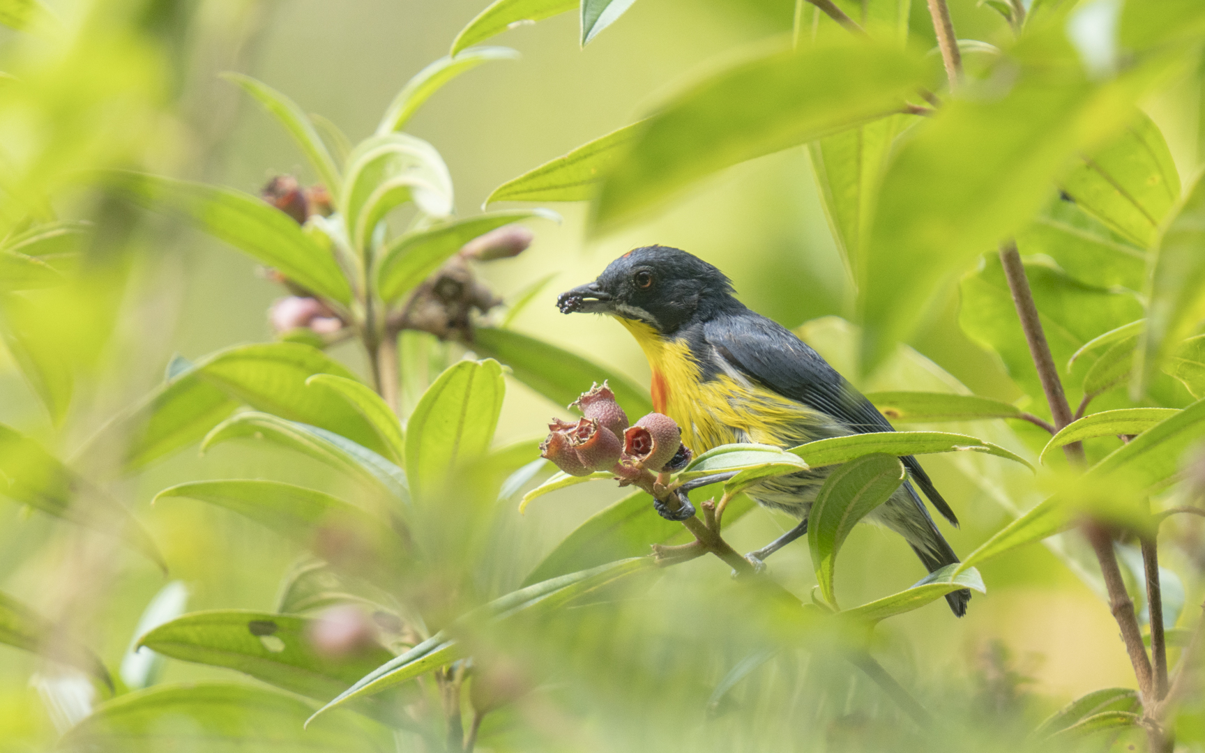 Prionochilus percussus – ムネアカハナドリモドキ